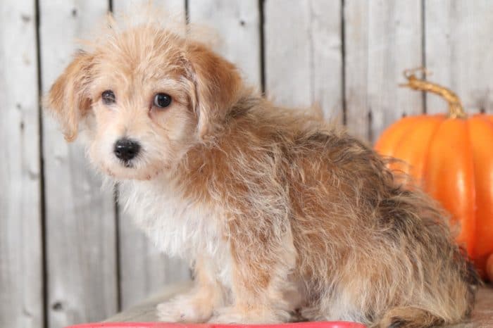 Scarlet - Sweet, Female Poochon (Rescue) - Image 3