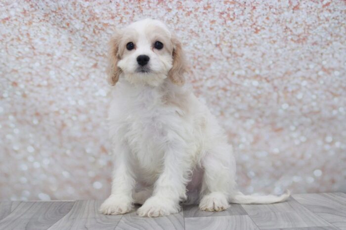 Snicker - Family Friendly Male Cavachon Puppy