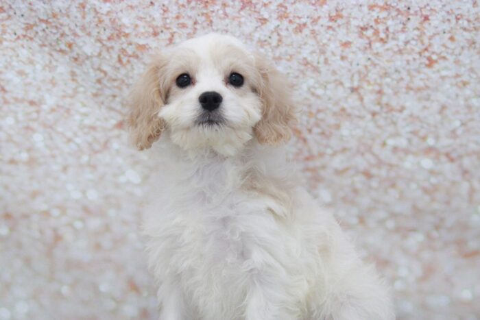 Snicker - Family Friendly Male Cavachon Puppy - Image 3