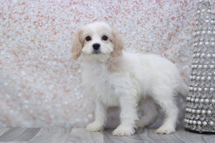 Snicker - Family Friendly Male Cavachon Puppy - Image 2