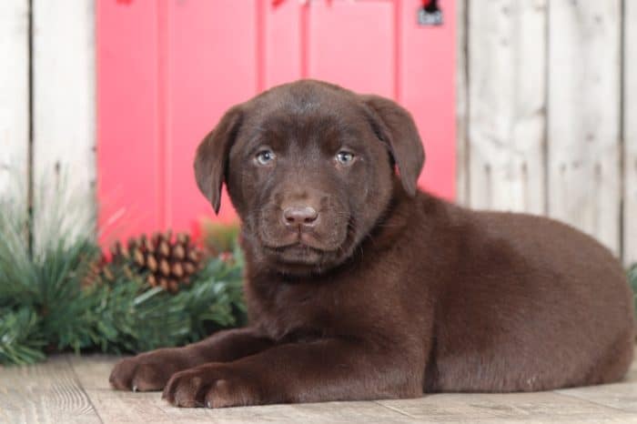 Sparky - Chocolate Labrador Retriever