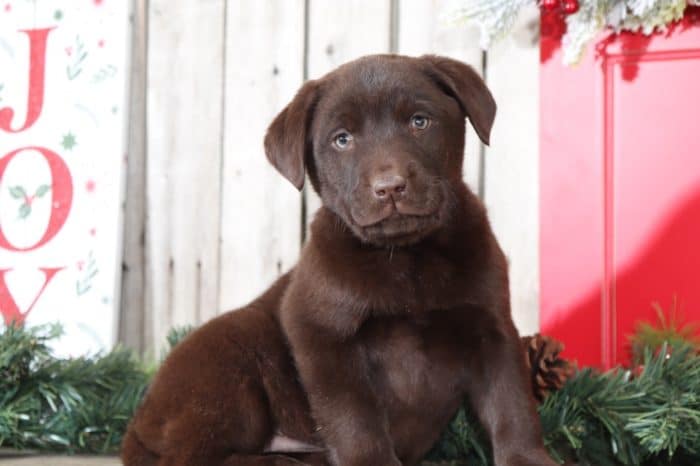 Sparky - Chocolate Labrador Retriever - Image 2