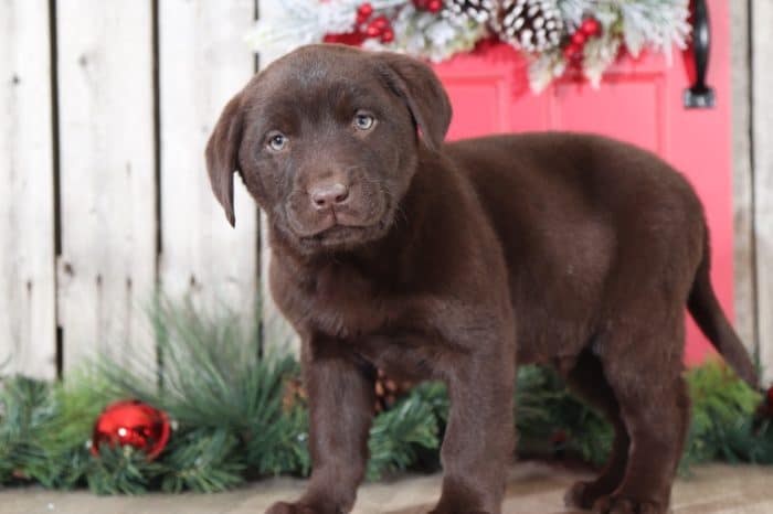 Sparky - Chocolate Labrador Retriever - Image 3