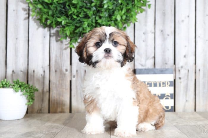 Spot - Handsome Cavalier Tzu - Image 3