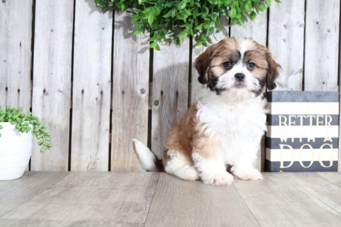 Spot - Handsome Cavalier Tzu - Image 4