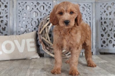 Goldendoodle Sunny