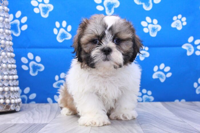 Taco- Outgoing Little ACA Male Shih-Tzu Puppy