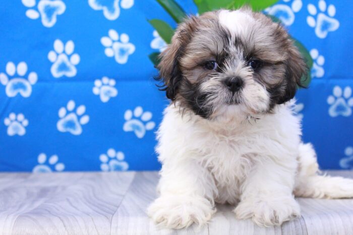 Taco- Outgoing Little ACA Male Shih-Tzu Puppy - Image 2