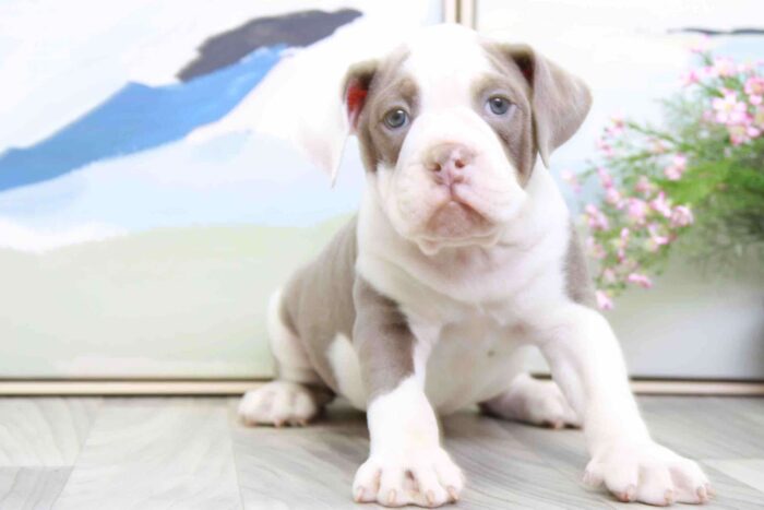 Tango - Lovable Lilac and White Male Old English Bulldog