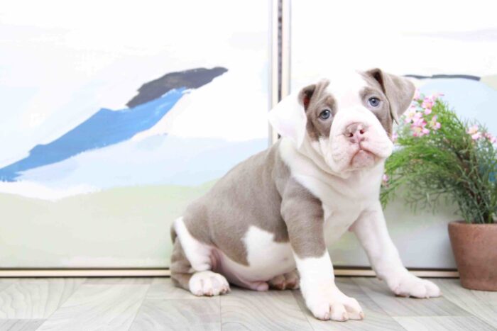 Tango - Lovable Lilac and White Male Old English Bulldog - Image 3