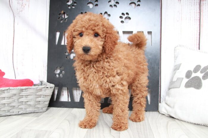 Tanner - Happy Mini Male Goldendoodle Puppy