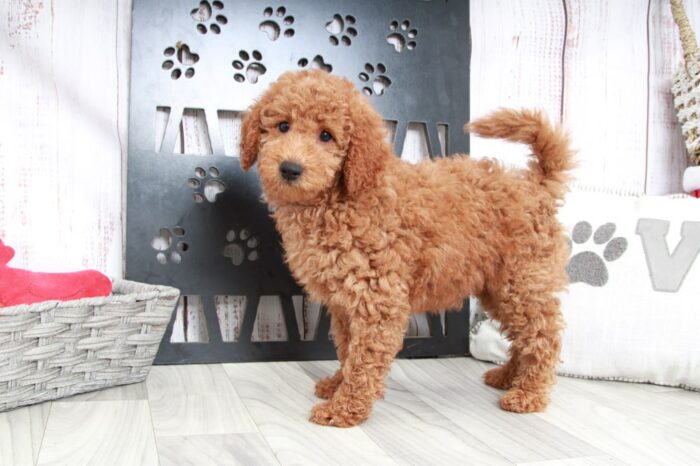 Tanner - Happy Mini Male Goldendoodle Puppy - Image 2