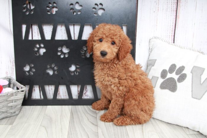 Tanner - Happy Mini Male Goldendoodle Puppy - Image 5