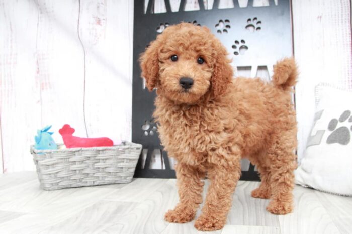 Tanner - Happy Mini Male Goldendoodle Puppy - Image 4