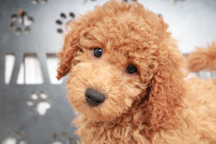 Tanner - Happy Mini Male Goldendoodle Puppy - Image 3