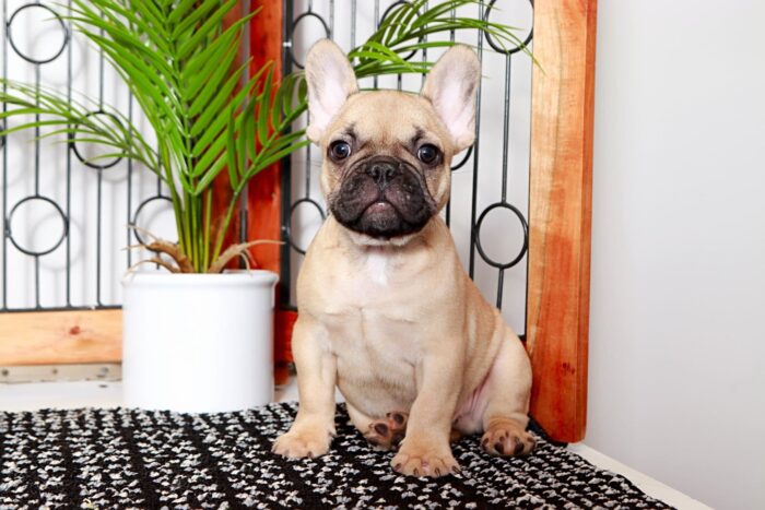 Tegan- Stunning Male Fawn AKC French Bulldog Puppy