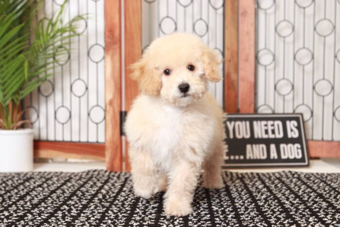 Tennessee- Fun Little Apricot Male Poochon Puppy