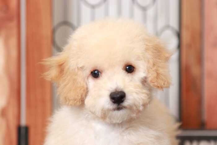 Tennessee- Fun Little Apricot Male Poochon Puppy - Image 2