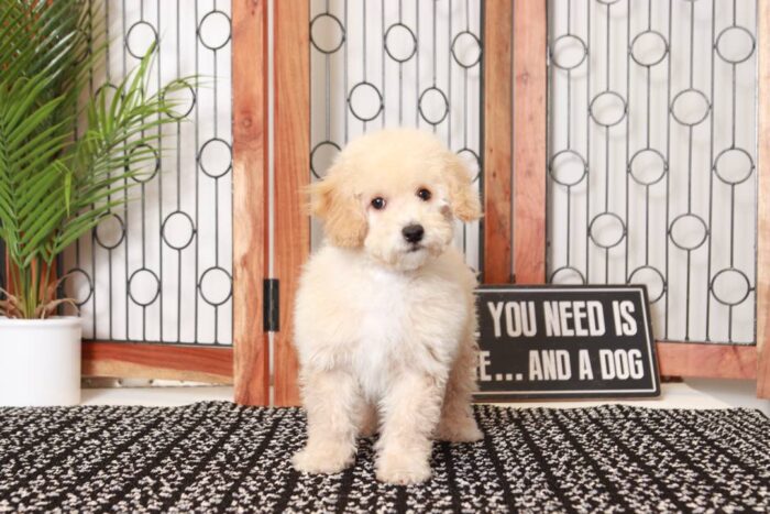 Tennessee- Fun Little Apricot Male Poochon Puppy - Image 3