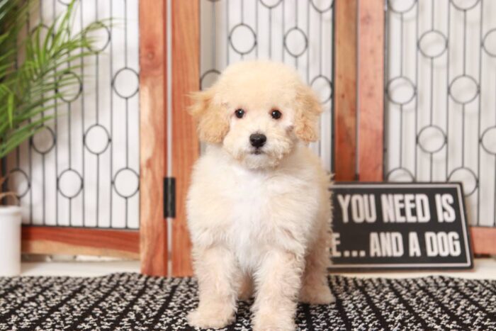 Tennessee- Fun Little Apricot Male Poochon Puppy - Image 4