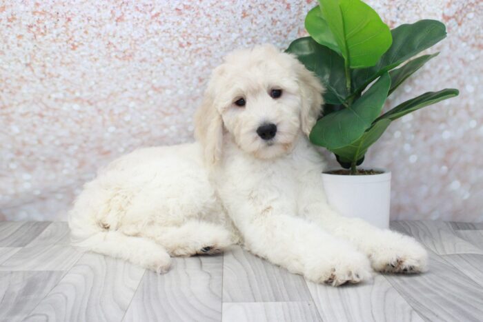 Teriyaki - Clever Female Standard Goldendoodle Puppy