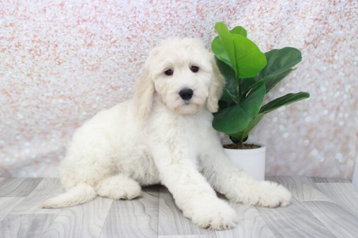 Teriyaki - Clever Female Standard Goldendoodle Puppy - Image 2