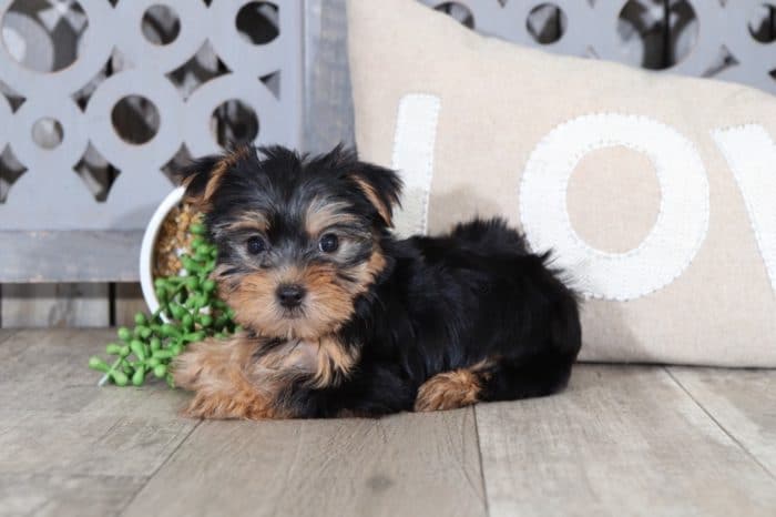 Tiara - Cuddly, TOY, AKC, Yorkie