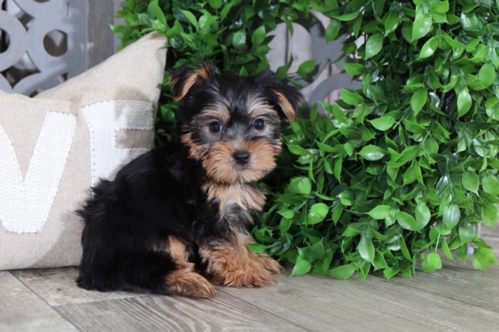 Tiara - Cuddly, TOY, AKC, Yorkie - Image 2