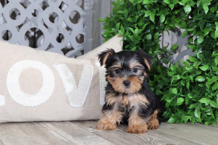 Tiara - Cuddly, TOY, AKC, Yorkie - Image 3