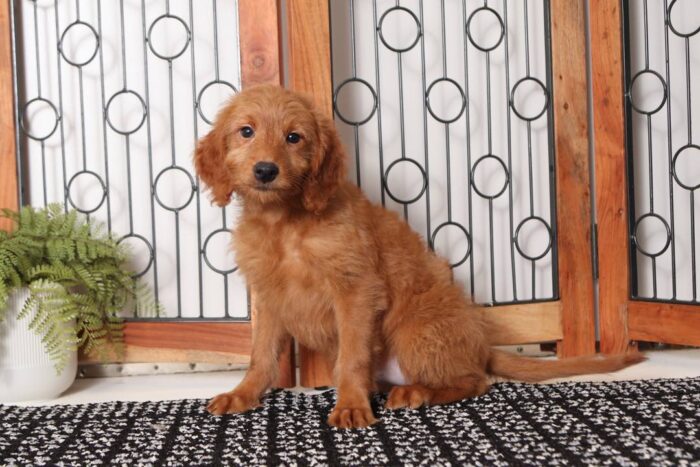 Tina- Stunning Female F1B Mini Goldendoodle - Image 3