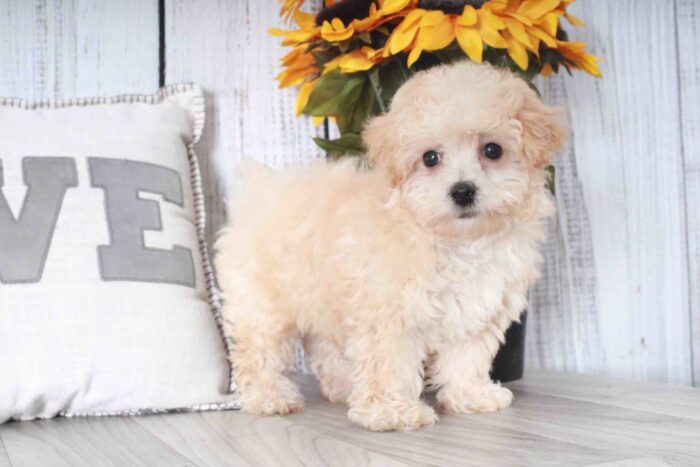 Titan- Adventurous Little Cream Male Maltipoo Puppy