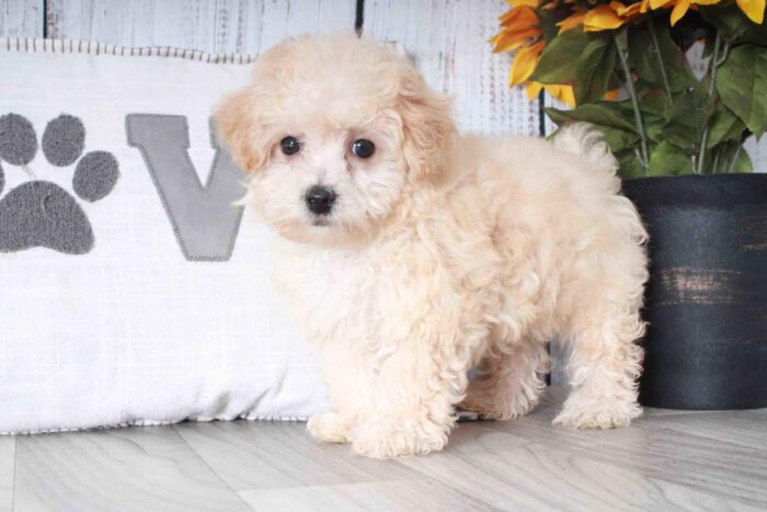 Titan- Adventurous Little Cream Male Maltipoo Puppy - Image 4