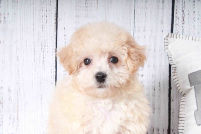 Titan- Adventurous Little Cream Male Maltipoo Puppy - Image 3