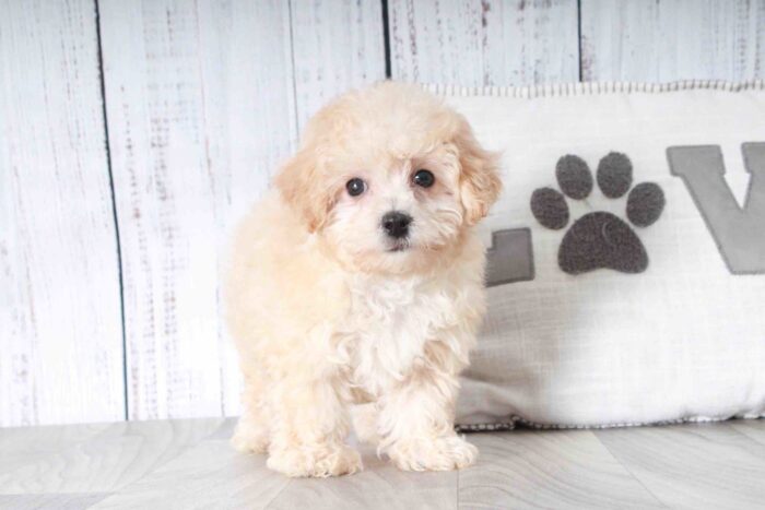 Titan- Adventurous Little Cream Male Maltipoo Puppy - Image 2