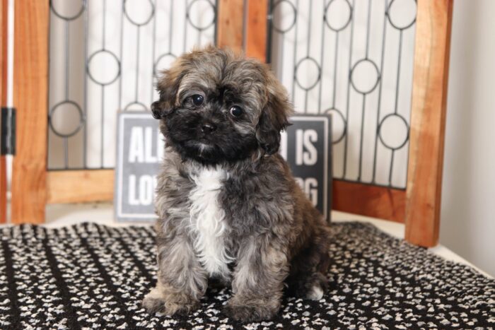 Topaz- Sweet Little Brindle Female Shih-Poo Puppy