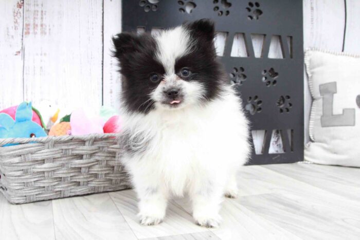 Travis - Fun Little Black Parti Male AKC Pomeranian Puppy