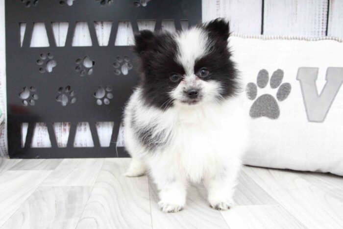 Travis - Fun Little Black Parti Male AKC Pomeranian Puppy - Image 3