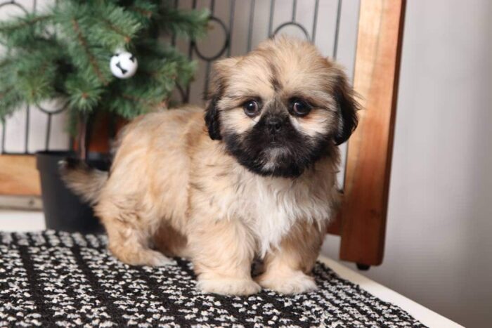 Truffle- Charming Little Female Shih Tzu Puppy