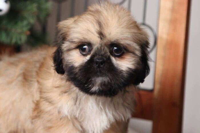 Truffle- Charming Little Female Shih Tzu Puppy - Image 2