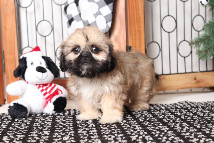 Truffle- Charming Little Female Shih Tzu Puppy - Image 3