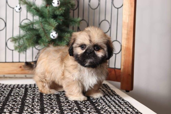 Truffle- Charming Little Female Shih Tzu Puppy - Image 4