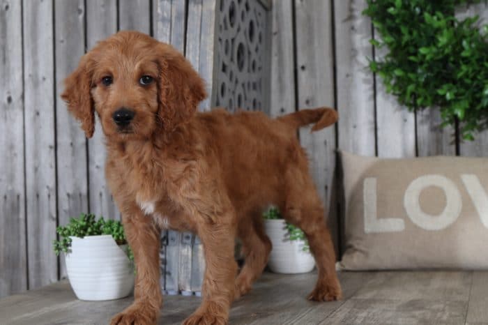 Turner - Handsome Mini Golden Doodle