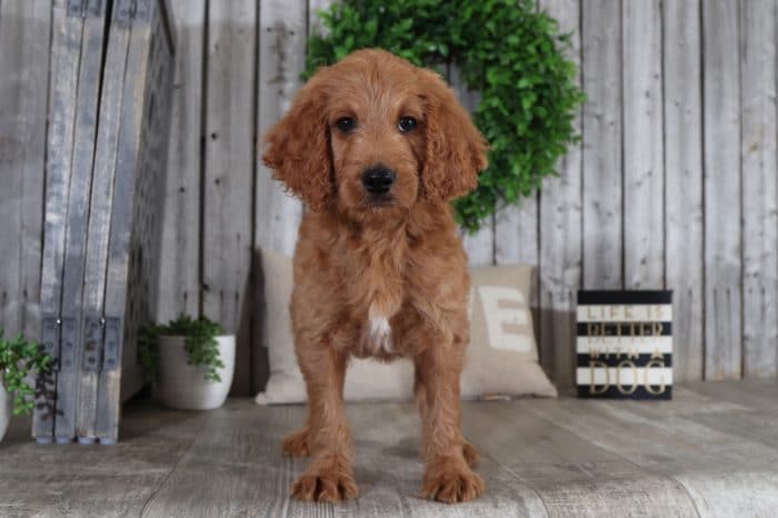 Turner - Handsome Mini Golden Doodle - Image 2