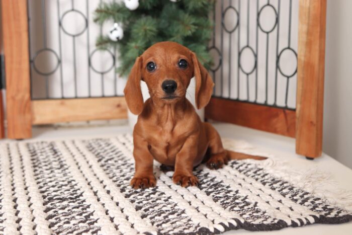 Twinkie- Gentle Little Red Male ACA Dachshund Puppy