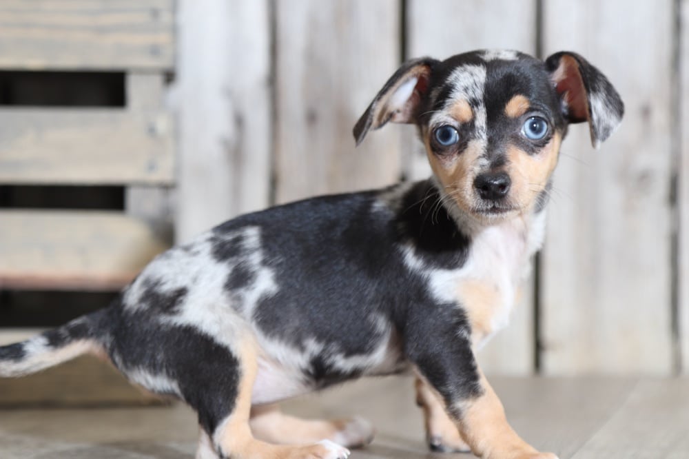 Twix - Darling Dapple TEACUP Chiweenie (Rescue) - Puppies Online