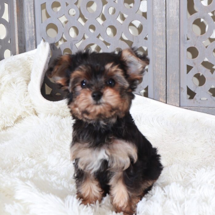 Uriel-Intelligent Little Yorkie-Poo Puppy