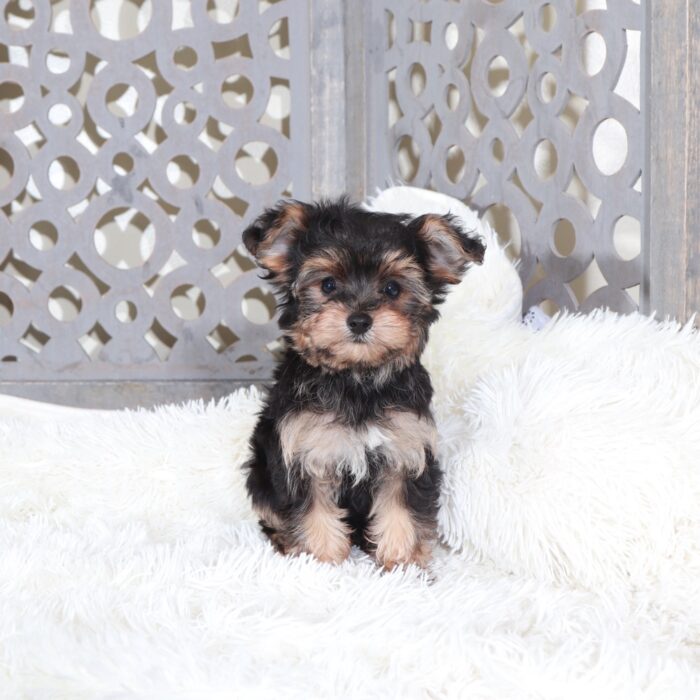 Uriel-Intelligent Little Yorkie-Poo Puppy - Image 2