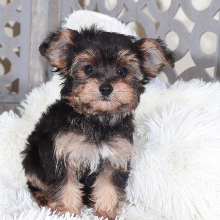 Uriel-Intelligent Little Yorkie-Poo Puppy - Image 3