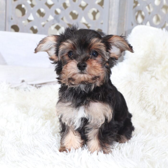 Uriel-Intelligent Little Yorkie-Poo Puppy - Image 4