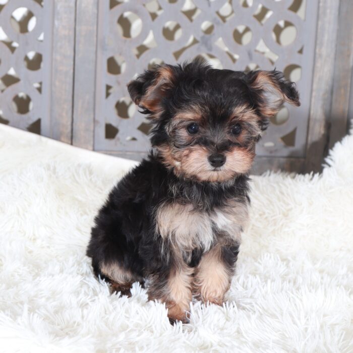 Uriel-Intelligent Little Yorkie-Poo Puppy - Image 5